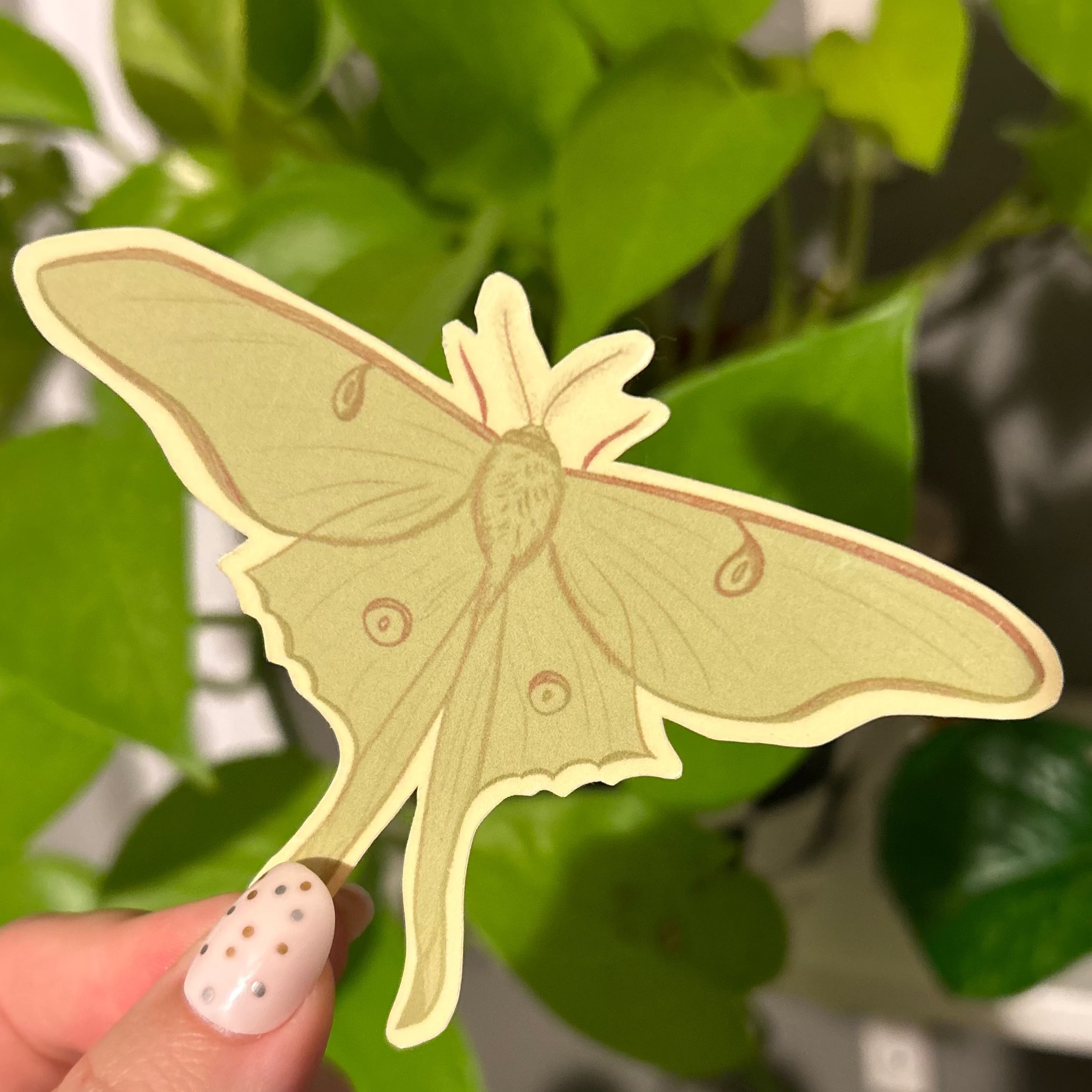 Luna Moth